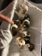Brittany Puppies for sale in Sunland-Tujunga, Los Angeles, CA 91040, USA. price: NA