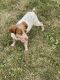 Brittany Puppies for sale in Fairbank, IA 50629, USA. price: NA