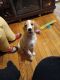 Brittany Puppies for sale in Brooklyn, NY, USA. price: NA