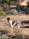 Brittany Puppies for sale in Vail, AZ 85641, USA. price: NA