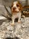 Brittany Puppies for sale in Ada, OK, USA. price: $70,000