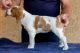 Brittany Puppies for sale in Torrance, CA, USA. price: NA