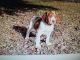 Brittany Puppies for sale in 10051 NE 210th St, Fort McCoy, FL 32134, USA. price: $800