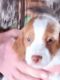Brittany Puppies for sale in Mesick, Michigan. price: NA