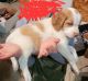 Brittany Puppies for sale in Fennville, Michigan. price: $800