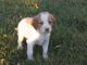 Brittany Puppies for sale in Arden, DE 19810, USA. price: NA