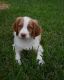 Brittany Puppies for sale in Austin, TX, USA. price: NA