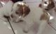 Brittany Puppies for sale in San Antonio, TX, USA. price: NA