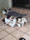 Brittany Puppies for sale in Los Altos, CA, USA. price: NA
