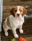 Brittany Puppies for sale in Mt Holly, NC, USA. price: $550