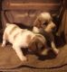 Brittany Puppies for sale in TX-121, Blue Ridge, TX 75424, USA. price: NA