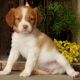 Brittany Puppies for sale in Campus Drive, Stanford, CA 94305, USA. price: NA