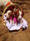 Brittany Puppies for sale in Weatherford, TX, USA. price: NA