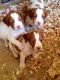 Brittany Puppies for sale in Weatherford, TX, USA. price: NA