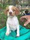 Brittany Puppies for sale in CA-111, Rancho Mirage, CA 92270, USA. price: NA