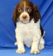Brittany Puppies for sale in Houston, TX, USA. price: NA