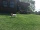 Brittany Puppies for sale in Coxs Creek, KY, USA. price: NA