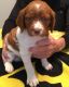 Brittany Puppies for sale in Houston, TX 77248, USA. price: NA