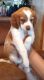 Brittany Puppies for sale in St Helen, Richfield Township, MI 48656, USA. price: NA