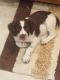 Brittany Puppies for sale in Rudyard, MI 49780, USA. price: NA