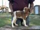 Brittany Puppies for sale in Mt Pleasant, TX 75455, USA. price: NA