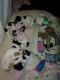 Brittany Puppies for sale in Reno, NV, USA. price: NA