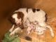 Brittany Puppies for sale in Traverse City, MI, USA. price: NA