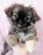 Brug Puppies for sale in Los Angeles, CA, USA. price: NA