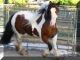 Brumby Horses for sale in Accomac, VA 23301, USA. price: NA