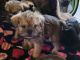 Brussels Griffon Puppies for sale in Payson, AZ 85541, USA. price: NA
