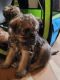 Brussels Griffon Puppies for sale in Payson, AZ 85541, USA. price: NA