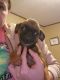 Brussels Griffon Puppies for sale in Pocola, OK, USA. price: NA