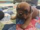Brussels Griffon Puppies for sale in Odessa, MO 64076, USA. price: NA