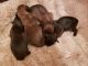 Brussels Griffon Puppies for sale in Williston, FL 32696, USA. price: NA