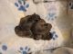 Brussels Griffon Puppies for sale in St. Augustine, FL, USA. price: $4,000