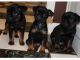 Brussels Griffon Puppies for sale in Gurley, AL, USA. price: $2,000