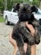 Brussels Griffon Puppies for sale in Powhatan, VA 23139, USA. price: $3,000
