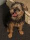 Brussels Griffon Puppies for sale in Zephyrhills, FL 33543, USA. price: $600