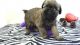 Brussels Griffon Puppies for sale in Los Angeles, CA, USA. price: NA