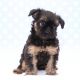 Brussels Griffon Puppies for sale in Naples, FL, USA. price: $1,500
