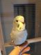 Budgerigar Birds for sale in New York State Thruway, Scarsdale, NY 10583, USA. price: NA