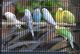 Budgerigar Birds for sale in Springfield, IL, USA. price: $20