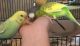 Budgerigar Birds for sale in San Antonio, TX, USA. price: $50