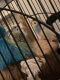 Budgerigar Birds for sale in W Beal St, Highland Springs, VA 23075, USA. price: NA