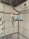 Budgerigar Birds for sale in Alexandria, VA, USA. price: NA