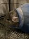Budin's Chinchilla Rat Rodents for sale in Youngstown, OH, USA. price: NA
