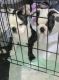Bugg Puppies for sale in Washington, NH, USA. price: NA
