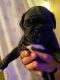 Bugg Puppies for sale in Rockingham County, VA, USA. price: NA