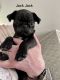 Bugg Puppies for sale in Palouse, WA 99161, USA. price: NA