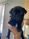 Bugg Puppies for sale in Hawley, PA 18428, USA. price: NA